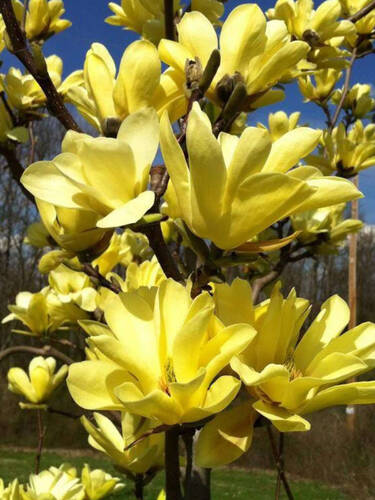 Hauptbild des Artikels "Magnolia Yellow Lantern" (Bildbeschreibung ist in Arbeit)