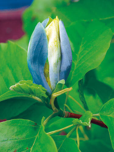 Hauptbild des Artikels "Magnolie Blue Opal" aus der Kategorie "Ziergehlze"