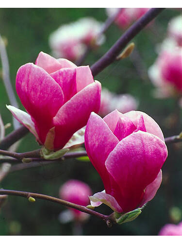 Hauptbild des Artikels "Magnolie Emperor, PBR" (Bildbeschreibung ist in Arbeit)