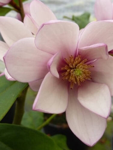 Hauptbild des Artikels "Magnolie Fairy Blush" aus der Kategorie "Ziergehlze"