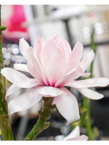 Ziergehlze - Magnolie Pink Beauty