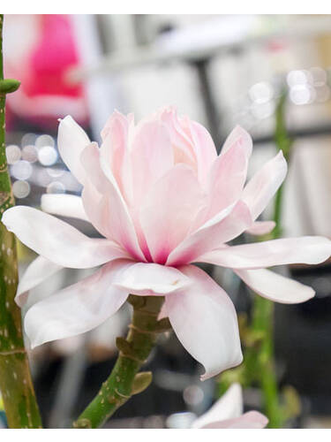 Hauptbild des Artikels "Magnolie Pink Beauty" aus der Kategorie "Ziergehlze"