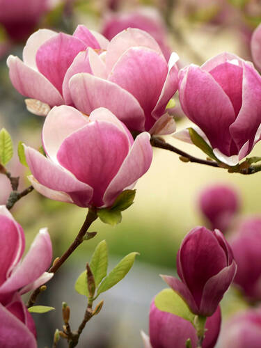 Hauptbild des Artikels "Magnolie Satisfaction" aus der Kategorie "Ziergehlze"