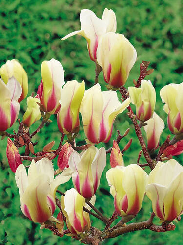 Hauptbild des Artikels "Magnolie Sunrise" aus der Kategorie "Ziergehlze"