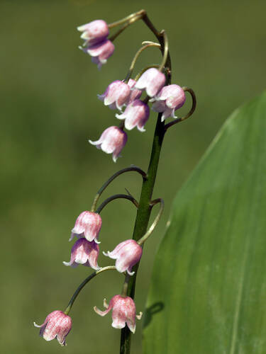 Hauptbild des Artikels "Maiglckchen Rosea" aus der Kategorie "Pflanzen"