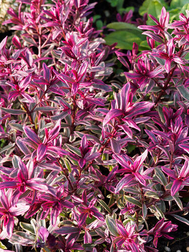 Hauptbild des Artikels "Mandelblttrige Wolfsmilch Frosted Flame"