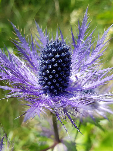 Hauptbild des Artikels "Mannstreu Blue Jackpot"