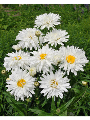 Hauptbild des Artikels "Margerite Laspider" aus der Kategorie "Pflanzen"