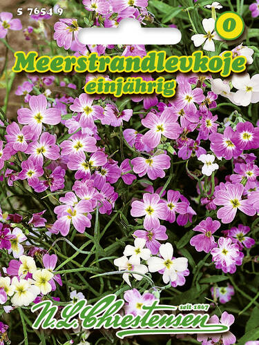 Hauptbild des Artikels "Meerstrandlevkoje" aus der Kategorie "Samen"