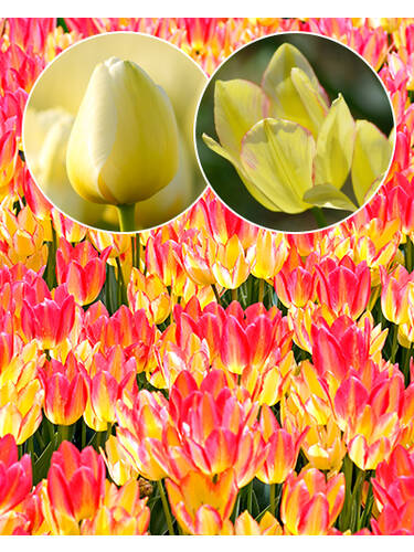Hauptbild des Artikels "Mehrbltige Chamleon-Tulpe Antoinette" aus der Kategorie "Blumenzwiebeln"