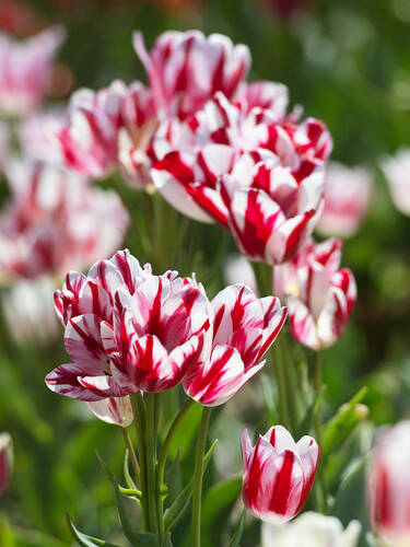Hauptbild des Artikels "Mehrbltige Tulpe Flaming Club"
