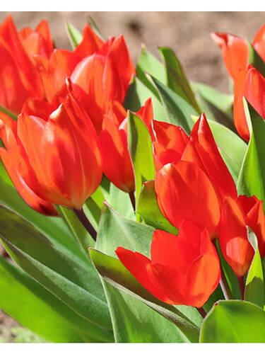 Blumenzwiebeln - Mehrbltige Tulpe Zwanenburg var.