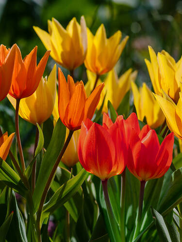 Hauptbild des Artikels "Mehrbltige Tulpen Praestans Mix"