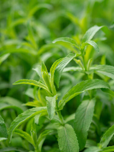 Hauptbild des Artikels "Mexikanischer Oregano"