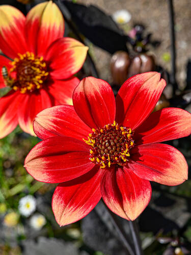 Blumenzwiebeln - Mignondahlie Dahlegria Bicolor