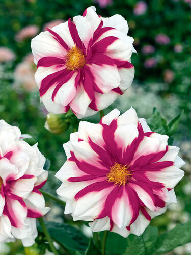 Hauptbild des Artikels "Mignondahlie Edge of Joy" aus der Kategorie "Blumenzwiebeln"