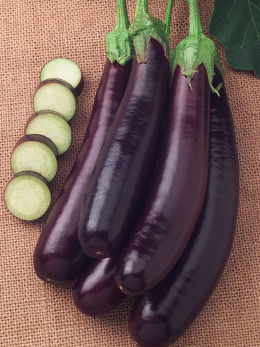 Hauptbild des Artikels "Mini-Aubergine" aus der Kategorie "Gemsepflanzen"