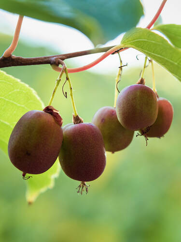 Minikiwi Kiwi Berry® Red Jumbo® | Verschiedene Obstgehölze | Obstbäume & Gemüsepflanzen