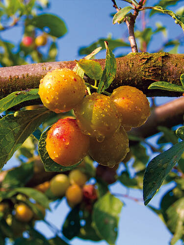 Obstbaum - Mirabelle Bellamira