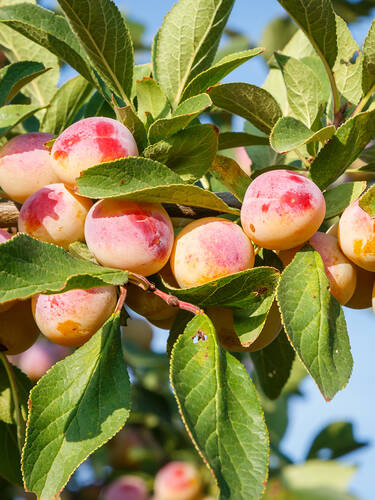 Obstbaum - Mirabelle Miroma