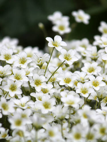 Hauptbild des Artikels "Moos-Steinbrech Alpino Early White"