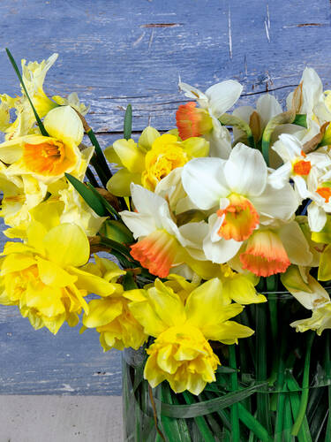 Hauptbild des Artikels "Narzissen-Osterglocken-Mischung" aus der Kategorie "Blumenzwiebeln"