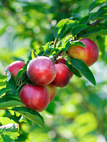 Obstbaum - Nektarine Flavortop