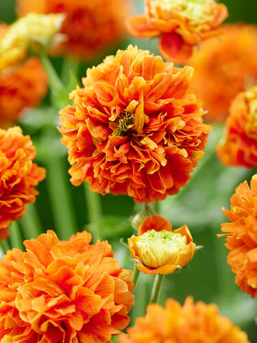 Hauptbild des Artikels "Nelkenwurz Orange Pumpkin"