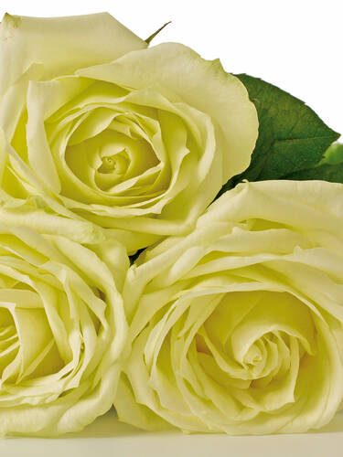 Hauptbild des Artikels "Nostalgie-Kletterrose Elfe"