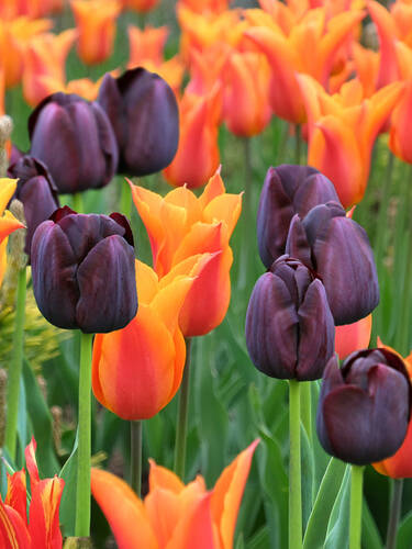 Hauptbild des Artikels "Orange-schwarzer Tulpentraum"