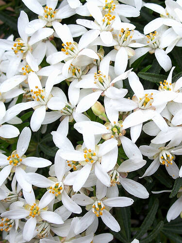 Hauptbild des Artikels "Orangenblume White Dazzler"