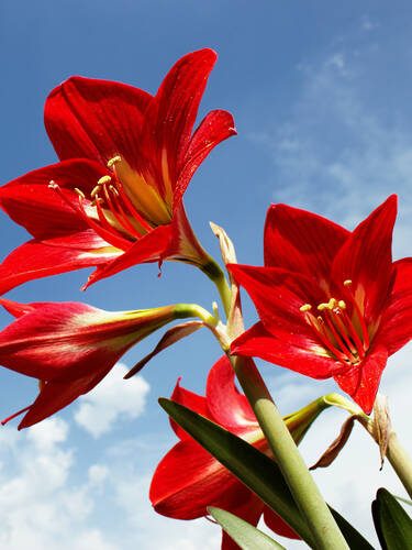 Hauptbild des Artikels "Orchideen-Amaryllis Durga Pradhan" (Bildbeschreibung ist in Arbeit)