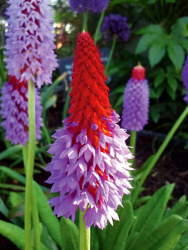 Hauptbild des Artikels "Orchideen-Primel"