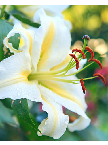 Blumenzwiebeln - Orientalische Lilie Baferrari