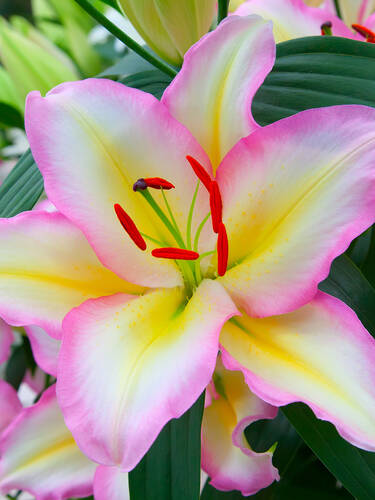 Blumenzwiebeln - Orientalische Lilie Captain Tricolore