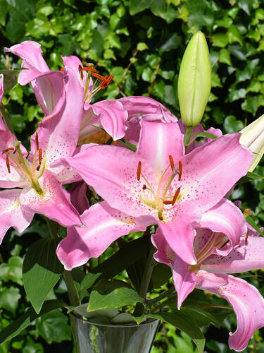 Hauptbild des Artikels "Orientalische Lilie Josephine" aus der Kategorie "Blumenzwiebeln"
