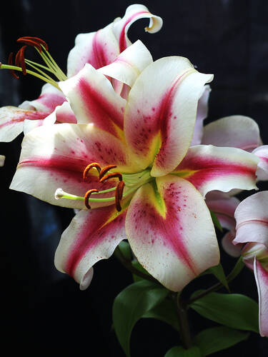 Blumenzwiebeln - Orientalische Lilie Olympic Torch