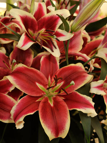Hauptbild des Artikels "Orientalische Lilie Sheherazade" aus der Kategorie "Blumenzwiebeln"