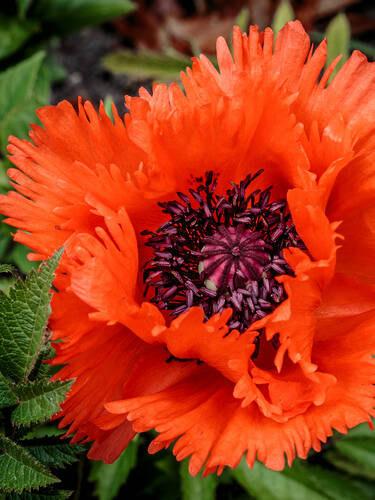 Hauptbild des Artikels "Orientalischer Gartenmohn Trkenlouis"