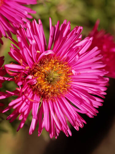 Erstes Zusatzbild des Artikels "Rauhblatt-Aster Rubinschatz" (Bildbeschreibung ist in Arbeit