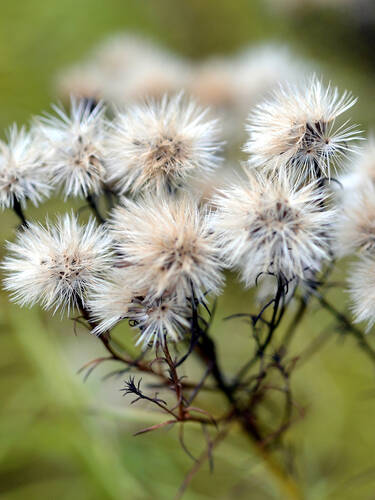 erstes zustzliches Bild des Artikels "Goldhaar-Aster" aus der Kategorie "Pflanzen"