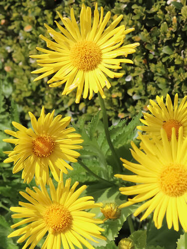 erstes zustzliches Bild des Artikels "Goldmargerite" aus der Kategorie "Pflanzen"