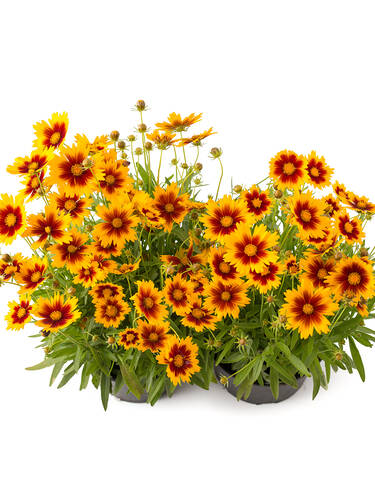 Erstes Zusatzbild des Artikels "Gro�blumiges M�dchenauge Solar Jewel" (Bildbeschreibung ist in Arbeit