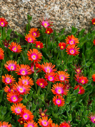 Erstes Zusatzbild des Artikels "Staudenmittagsblume Eugens Allerbeste" (Bildbeschreibung ist in Arbeit