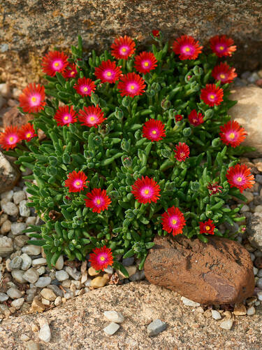 Zweites Zusatzbild des Artikels "Staudenmittagsblume Eugens Allerbeste" (Bildbeschreibung ist in Arbeit