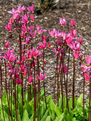 erstes zustzliches Bild des Artikels "Gtterblume"
