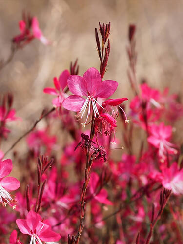 erstes zustzliches Bild des Artikels "Prachtkerze Siskiyou Pink" aus der Kategorie "Pflanzen"