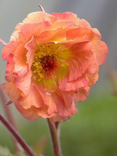 Nelkenwurz Mai Tai Staudenpflanzen Fur Sonnige Standorte