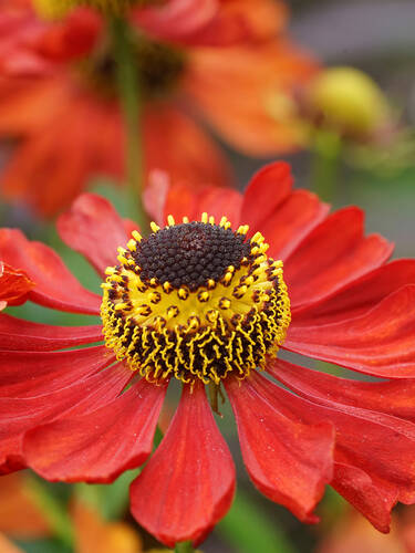 Erstes Zusatzbild des Artikels "Sonnebraut Kupferzwerg" (Bildbeschreibung ist in Arbeit