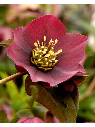 erstes zustzliches Bild des Artikels "Frhlings-Christrose Red Lady"